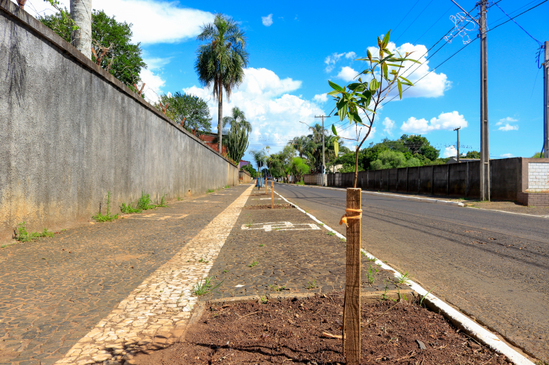 Sema planta árvores na Rua Herbert Mercer