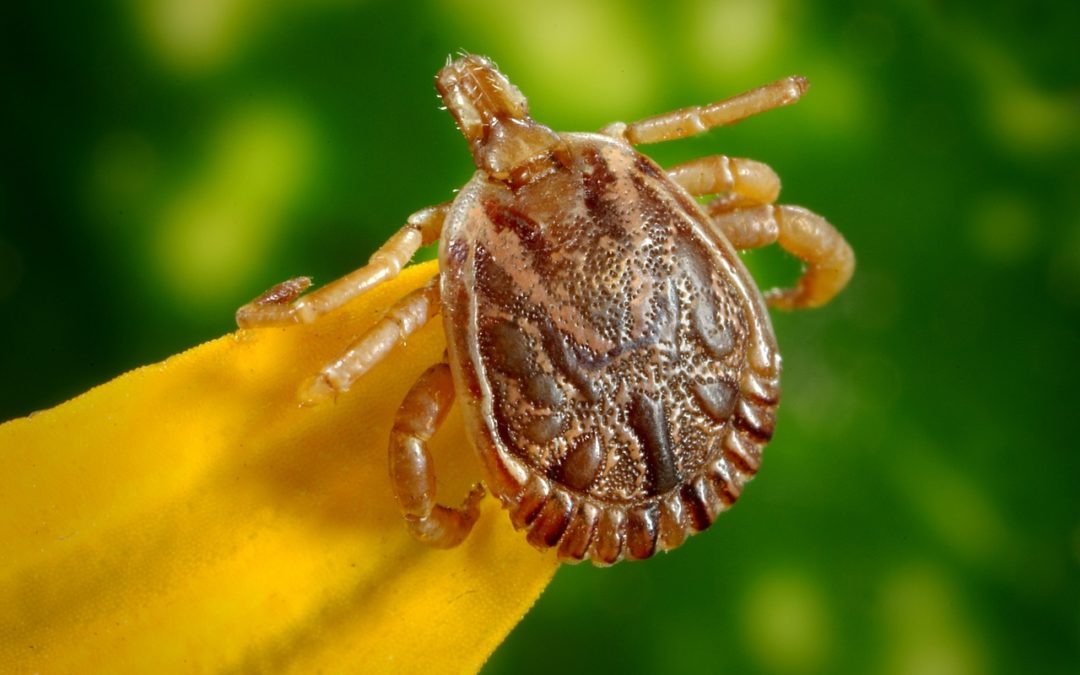 Saúde de Tibagi alerta população sobre doenças causadas por carrapatos