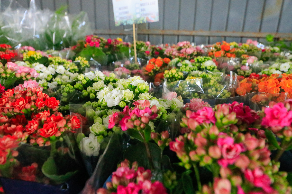 Feira de Flores de Tibagi acontece no próximo mês