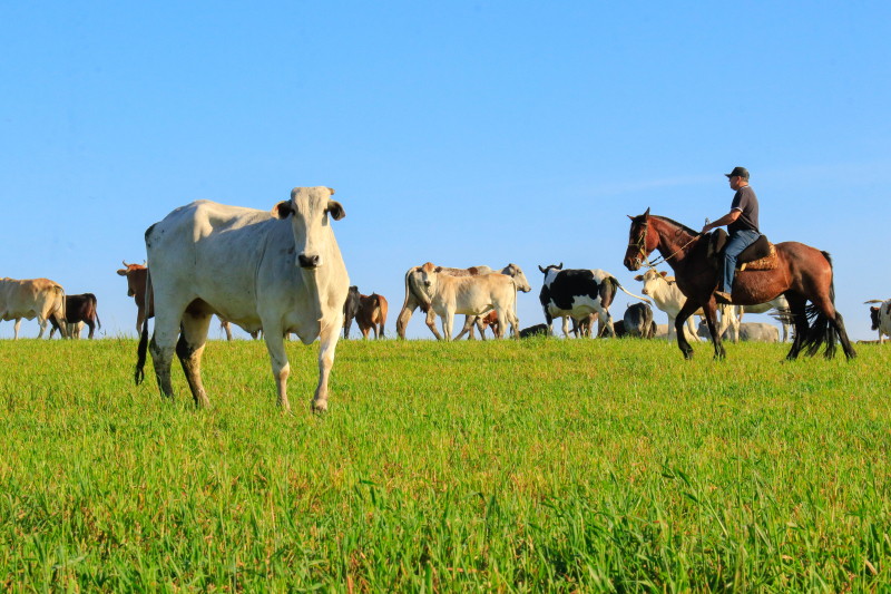 Tibagi é o 66º município brasileiro com maior valor de produção agropecuária