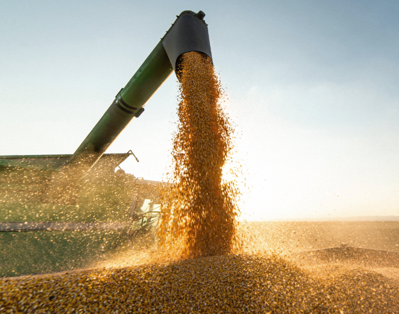 Tibagi se torna o maior produtor de soja do Paraná