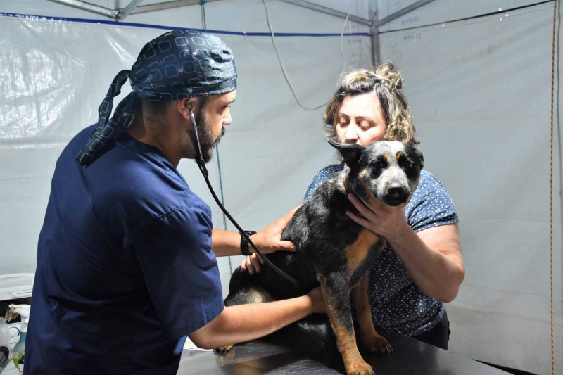 Programa de castração gratuita acontece no final do mês em Tibagi  