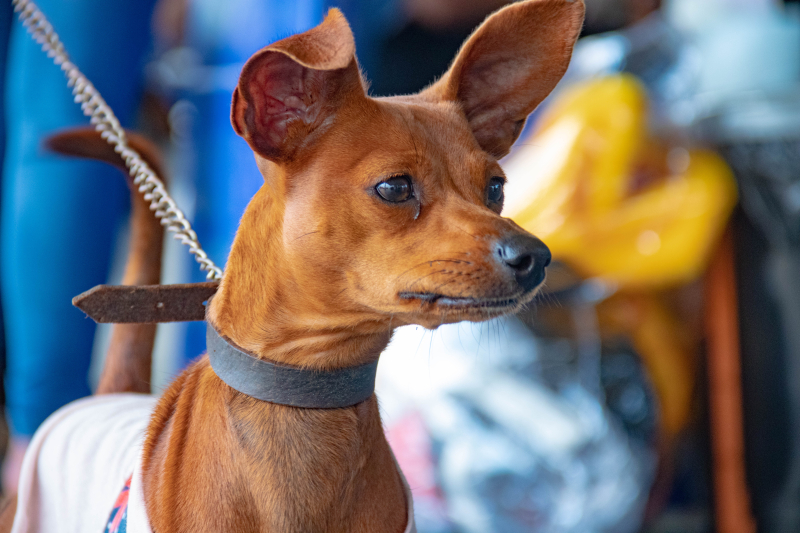 Prefeitura de Tibagi inicia a castração gratuita de cães e gatos