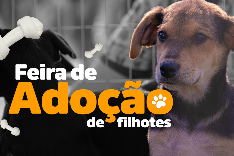 Feira de adoção de animais de Tibagi tornar-se-á fixa