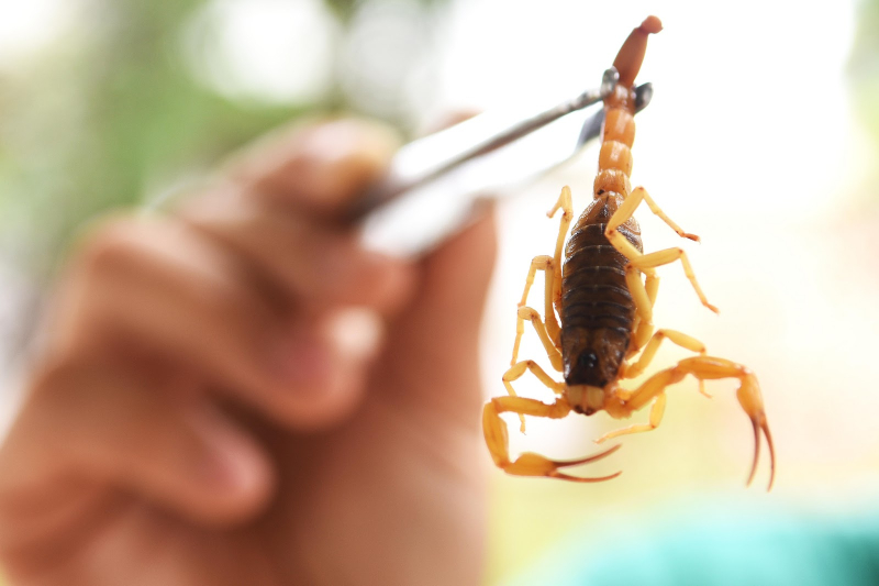 Prefeitura de Tibagi alerta! Entenda os riscos dos animais peçonhentos.