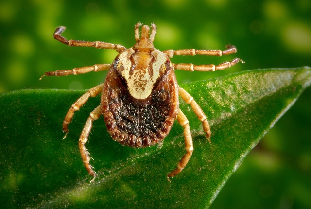 Saúde de Tibagi alerta sobre os riscos de infestação por carrapatos